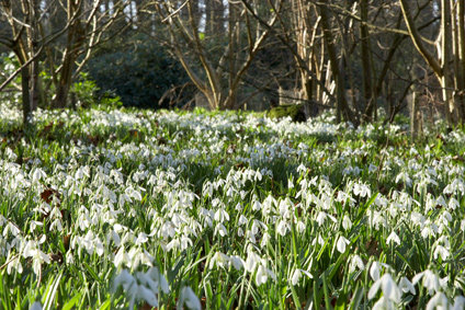 Snowdrops Snowdrops